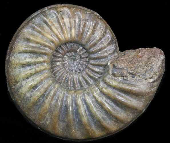 Asteroceras Ammonite Fossil - England #40604